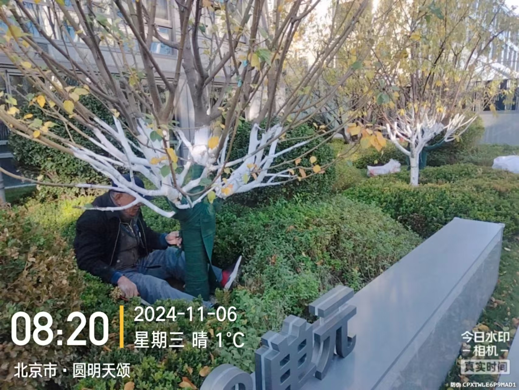 《北京天宏園林綠化有限公司：冬季綠化養護之大樹涂白》